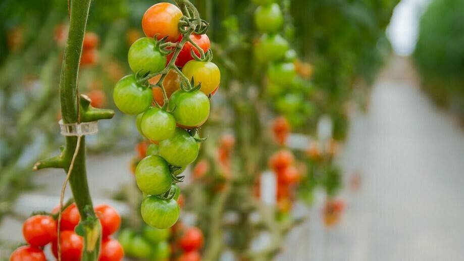 tomatoes-3446424_960_720|IMG 1|IMG 2